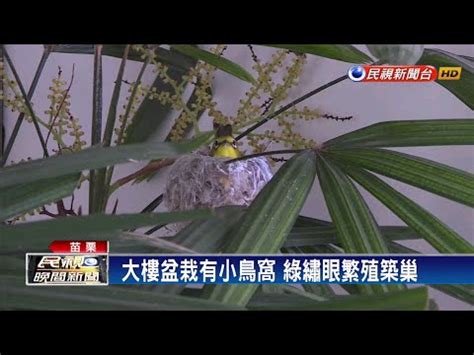 綠繡眼 棄巢|【綠繡眼會棄巢嗎】驚！被嚇到的綠繡眼棄巢？大溪常。